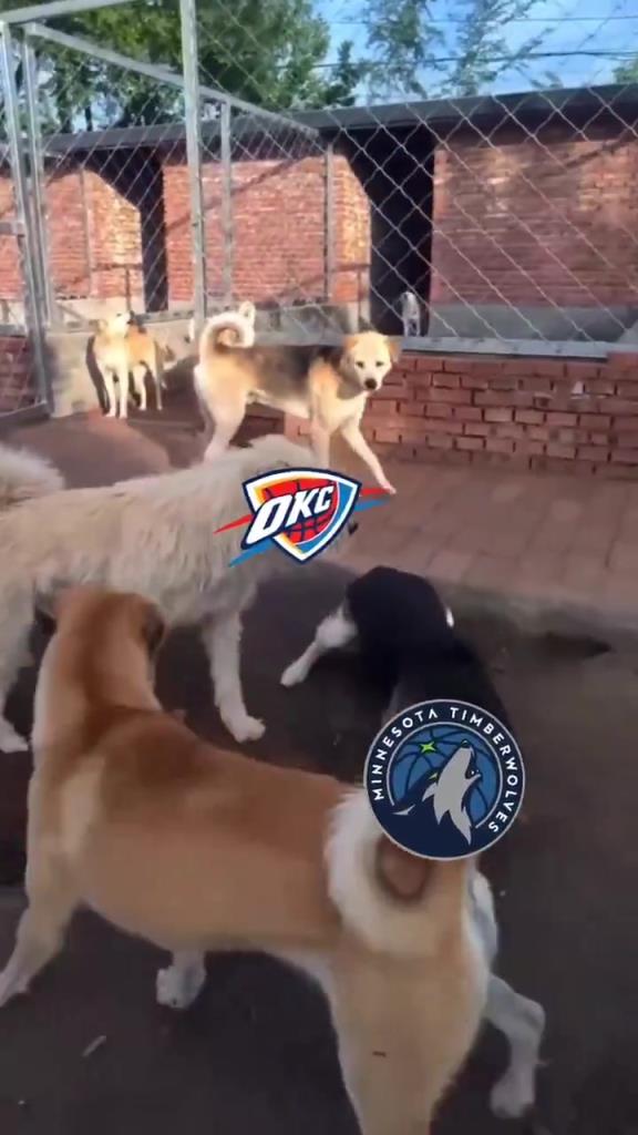 太有活了！美媒惡搞：狗王雷霆嚇退掘金灰熊，把森林狼按地上